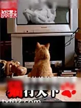 《猫行天下》小说封面